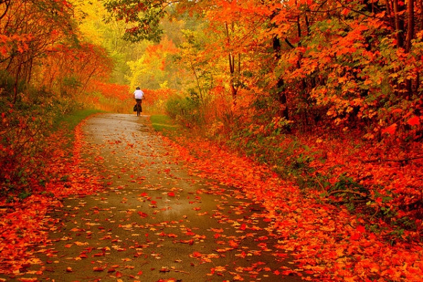 描写秋景的诗句 描写秋景的有哪图片